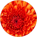 Lucile Masson profile picture